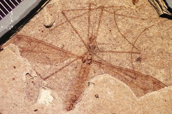 Media type: image;   Entomology PALE-1160